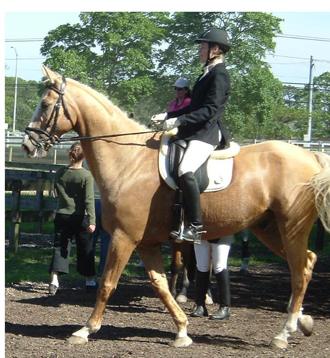 [贴图]6/11 SCHOOL DRESSAGE SHOW