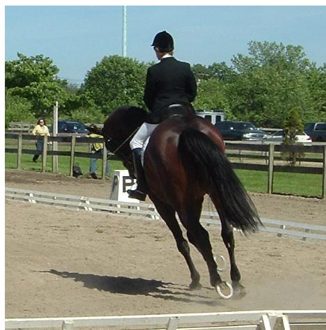 [贴图]6/11 SCHOOL DRESSAGE SHOW