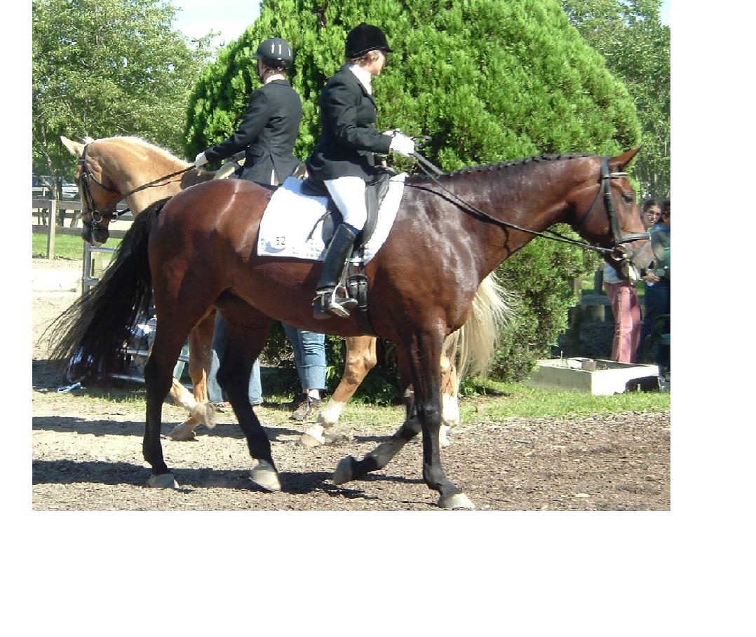 [贴图]6/11 SCHOOL DRESSAGE SHOW