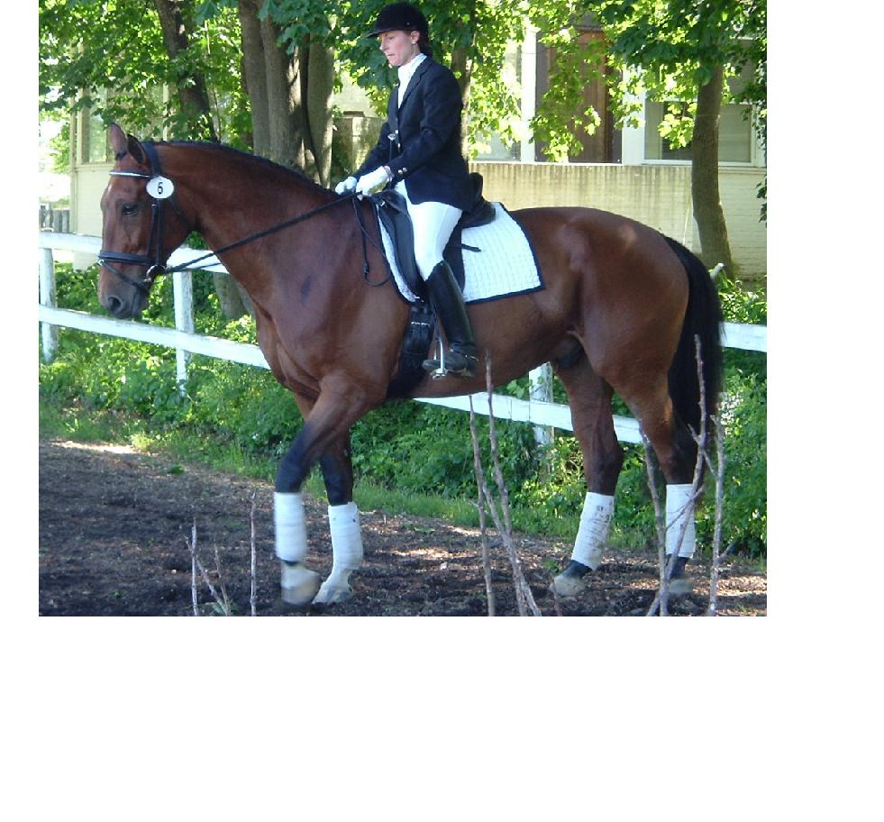 [贴图]6/11 SCHOOL DRESSAGE SHOW