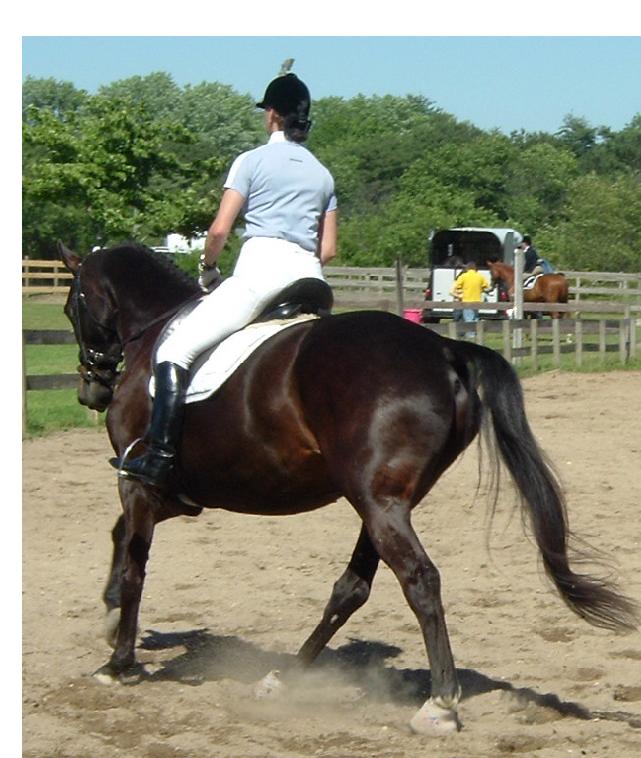 [贴图]6/11 SCHOOL DRESSAGE SHOW