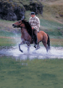 野外騎乘之﹝1﹞冰島馬 IceLandic Horse