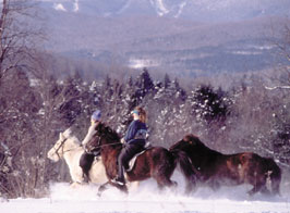 野外騎乘之﹝1﹞冰島馬 IceLandic Horse