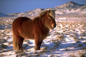 野外騎乘之﹝1﹞冰島馬 IceLandic Horse