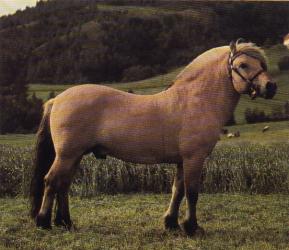 野外騎乘之﹝2﹞挪威峽灣馬 Fjord Horse