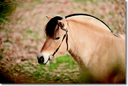 野外騎乘之﹝2﹞挪威峽灣馬 Fjord Horse