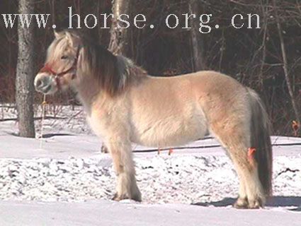 野外騎乘之﹝2﹞挪威峽灣馬 Fjord Horse