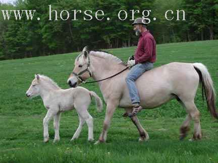 野外騎乘之﹝2﹞挪威峽灣馬 Fjord Horse