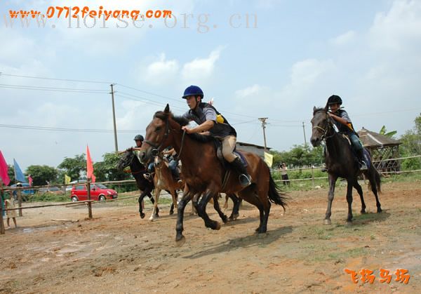 飞扬马赛精彩瞬间------飞扬骑士与飞驰骑士2800米大型马速度对抗赛