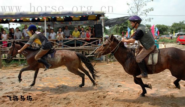 飞扬马赛精彩瞬间------飞扬骑士与飞驰骑士2800米大型马速度对抗赛