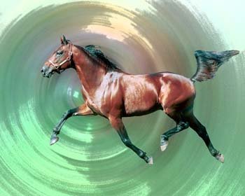 另类赛马——RACING UNDER SADDLE