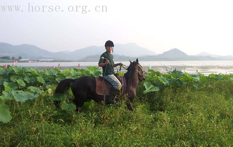 南方特色：骑马摘莲、游泳