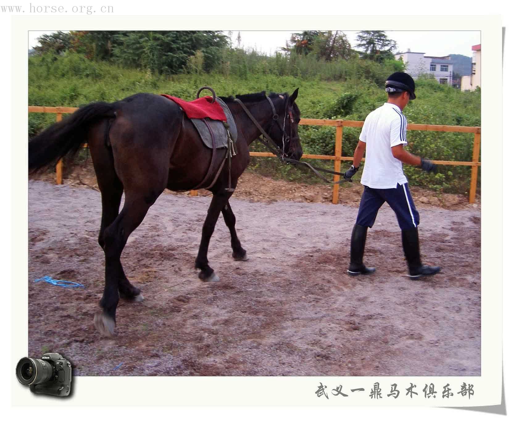 浙江武义一鼎马术俱乐部略闻