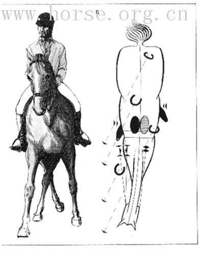 SHOULDER-IN
