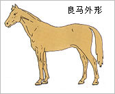 如何相马（聆猫版主051217發貼於新人版）