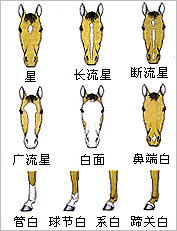 如何相马（聆猫版主051217發貼於新人版）