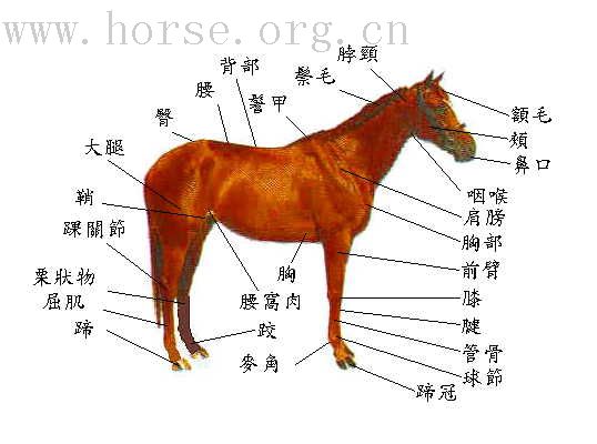 马的各部位示意图（聆猫版主051229發貼於新人版）