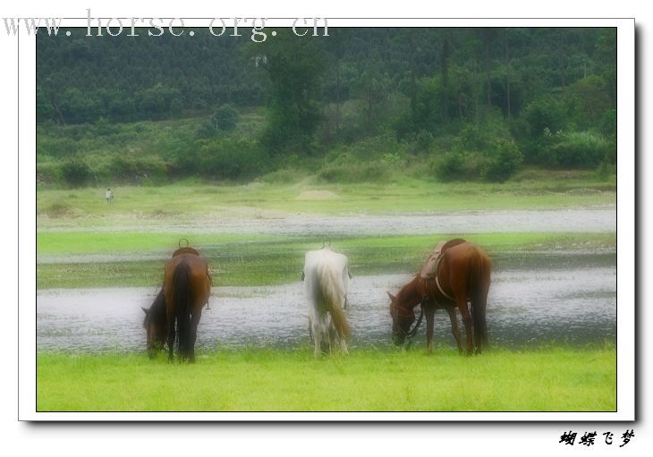 骏马飞扬在青山绿水之间-----浙江台州马友野骑的照片