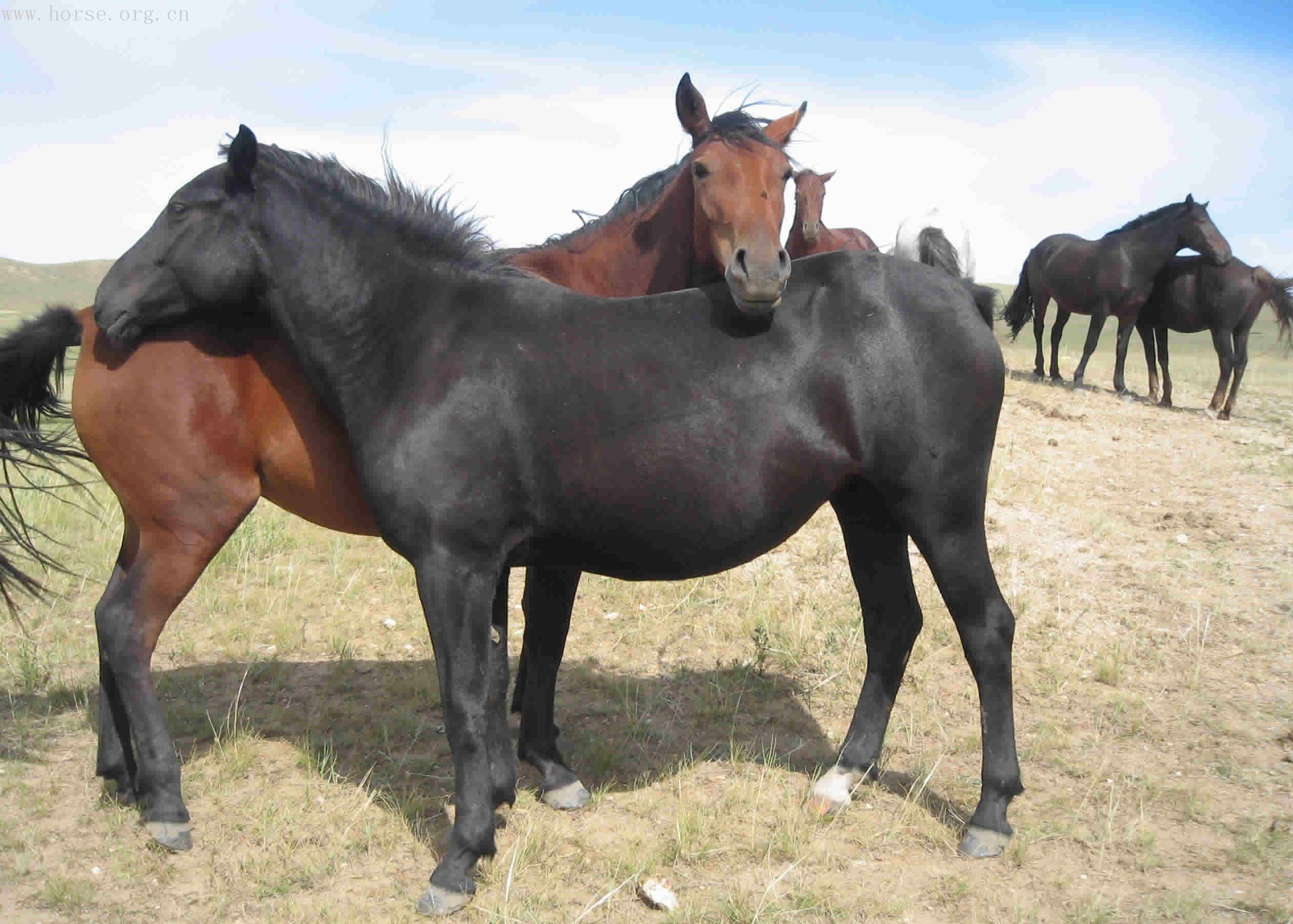 蒙骏马场出售骑马十匹每匹8000元