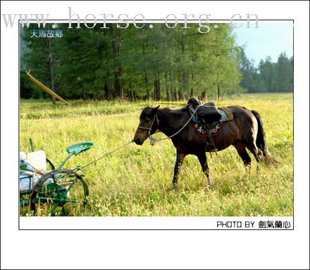 在巴音布鲁克草原骑马