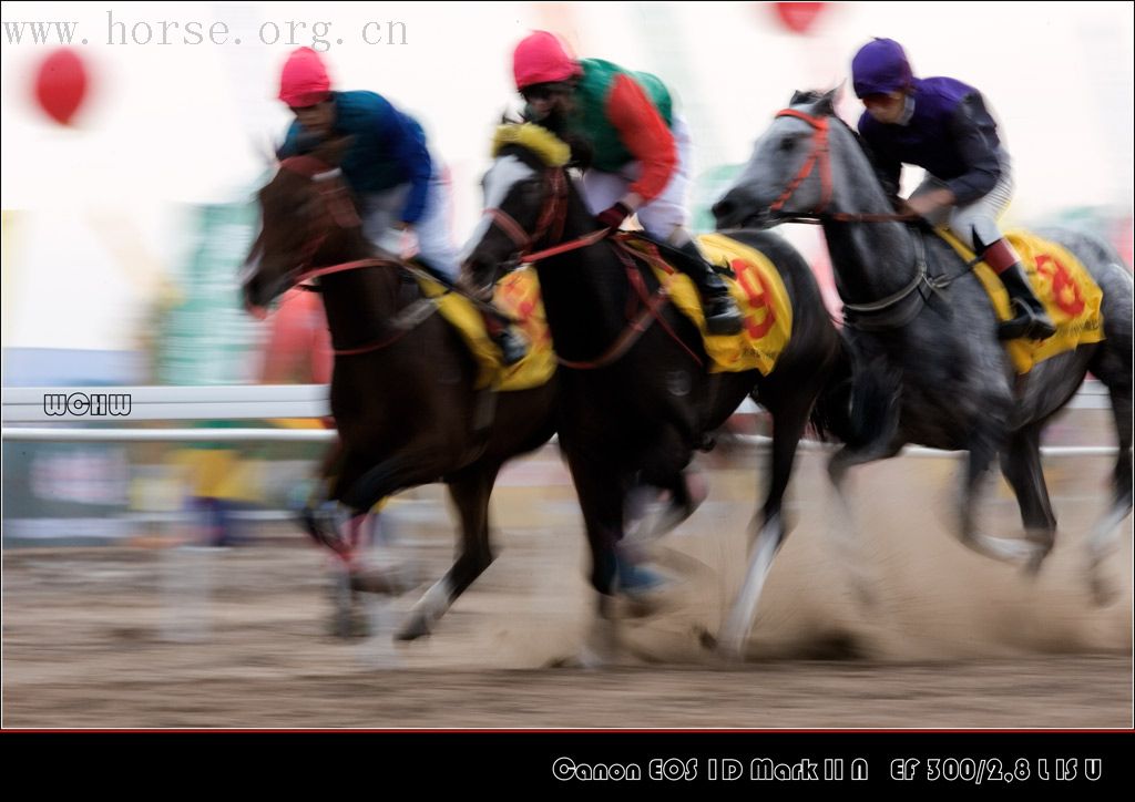 10月13日在内蒙甘旗卡举办的"全国速度赛马锦标赛".