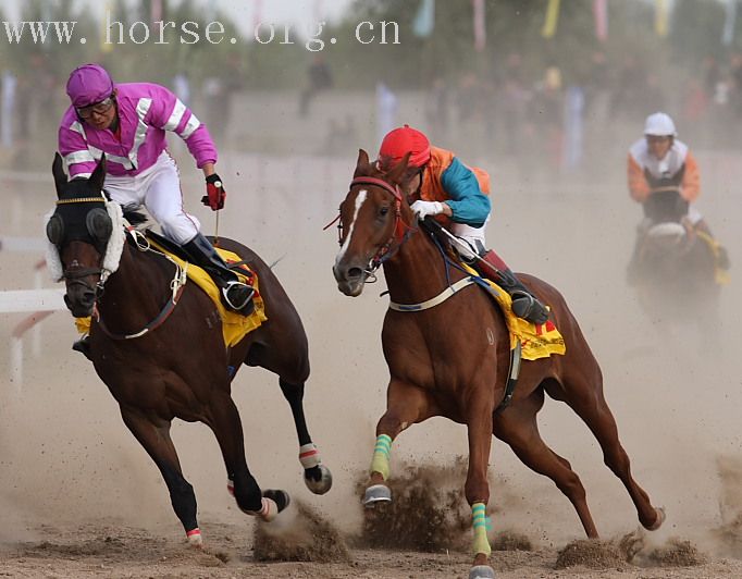 10月13日在内蒙甘旗卡举办的"全国速度赛马锦标赛".