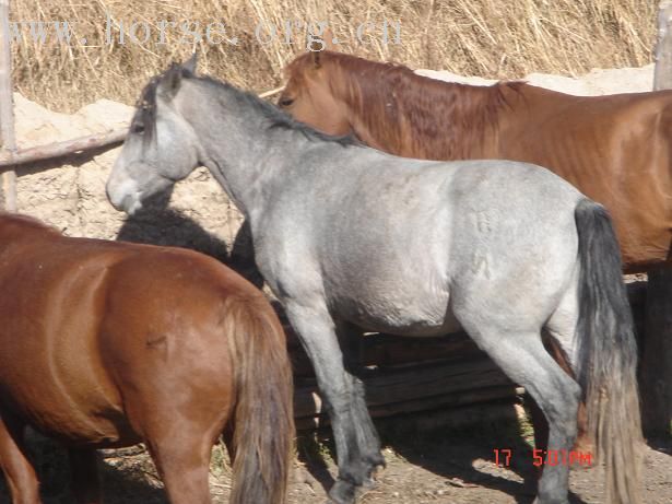 我在新疆昭苏种马厂买马，有要马的朋友联系我