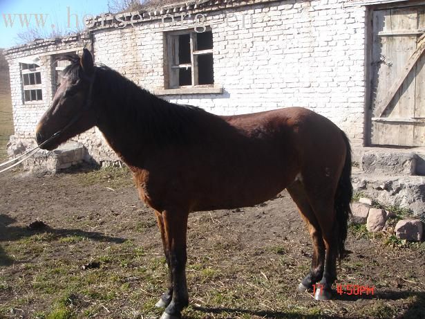 我在新疆昭苏种马厂买马，有要马的朋友联系我