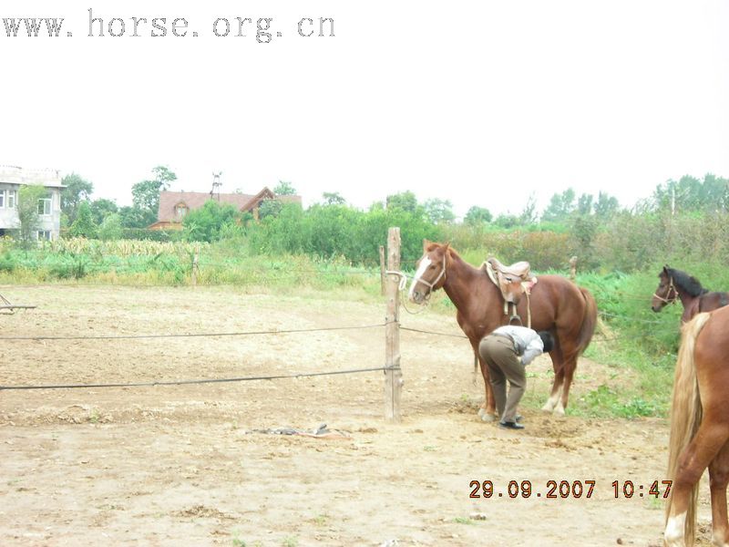 9月29日杨柳青骑马作业（申请加精）