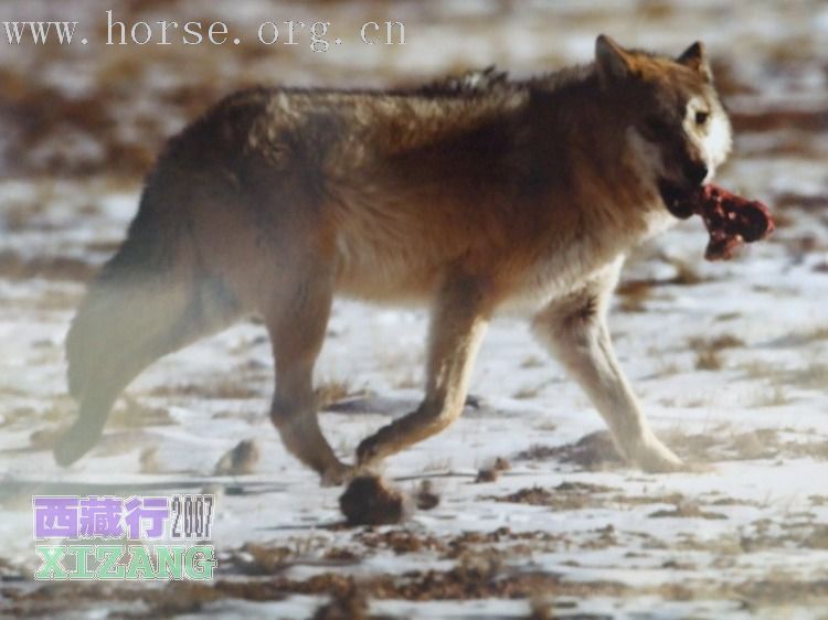 西藏行