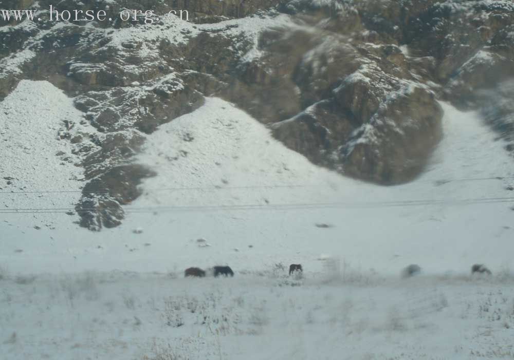雪景！雪景！很美！！我们该玩滑雪，马拉雪橇。