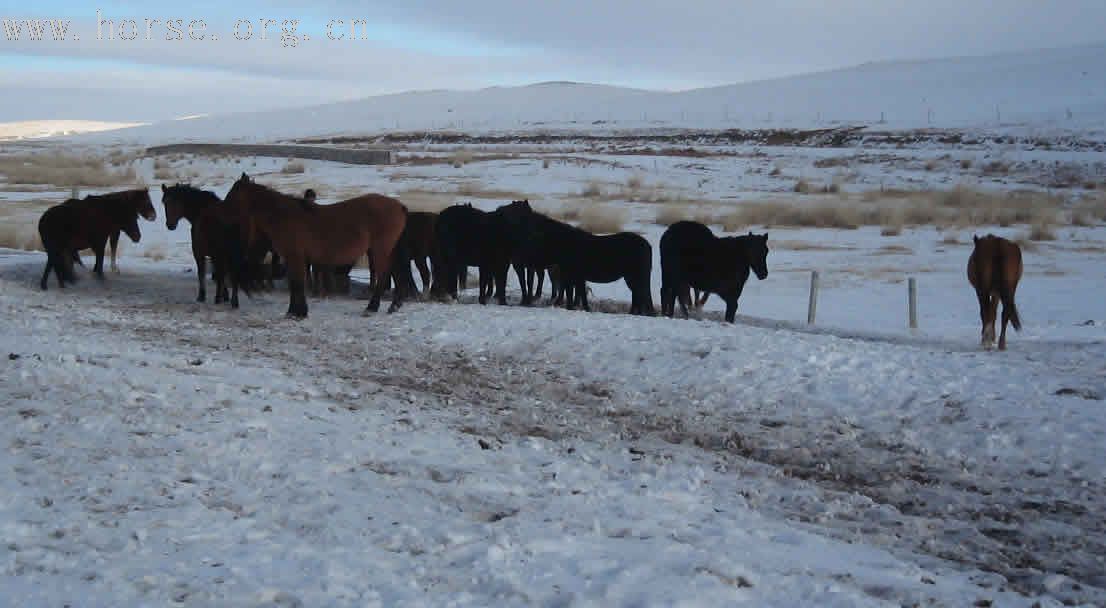 雪中的马们
