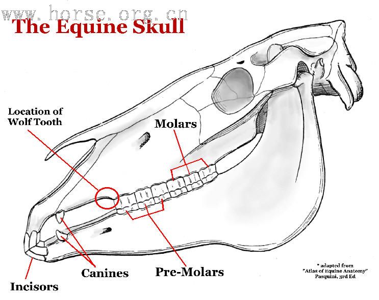 马属动物到底有几颗牙齿？