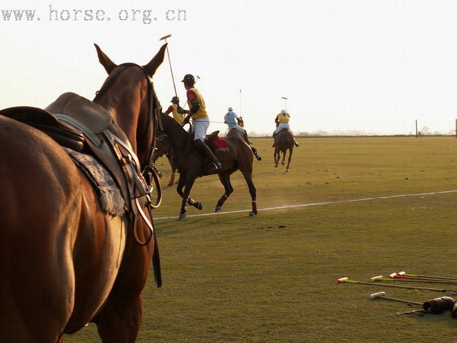 在泰國馬球俱樂部打馬球_THAI POLO CLUB