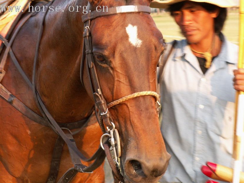 在泰國馬球俱樂部打馬球_THAI POLO CLUB