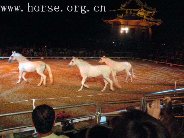 再谈泰国＂Passionata Horse Show＂