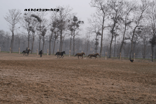 商丘马友