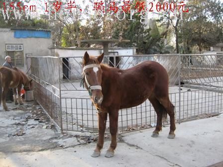 准备年后开个马场,请问江苏哪有的马卖,我可直接过去看,要求不超过10岁,价格在6000~10000左右,有