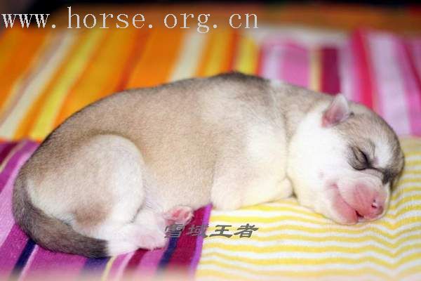 [原创]第二届中国犬业展览会 R.B.I.S 哈士奇sun直子，直女