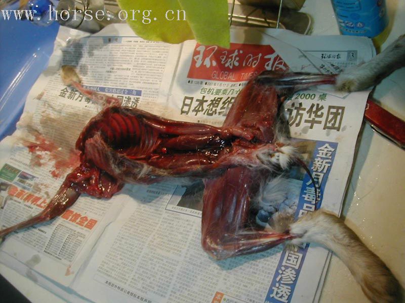 ……打猎归来之蹂躏兔子篇！