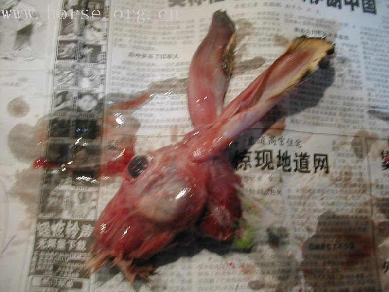 ……打猎归来之蹂躏兔子篇！