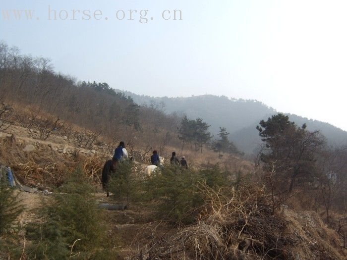 马语者，掀起一场养马革命