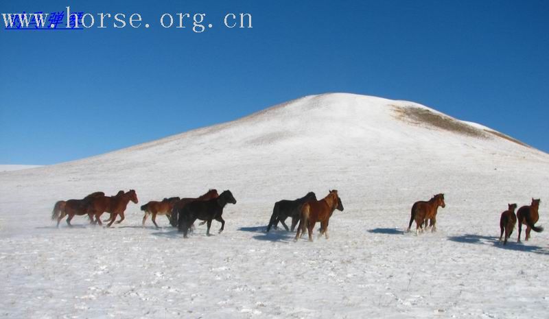 纵马五彩山 闹雪烟子窑～～迎接二零零七的春天