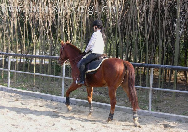 新买的纯血马,又靓又乖