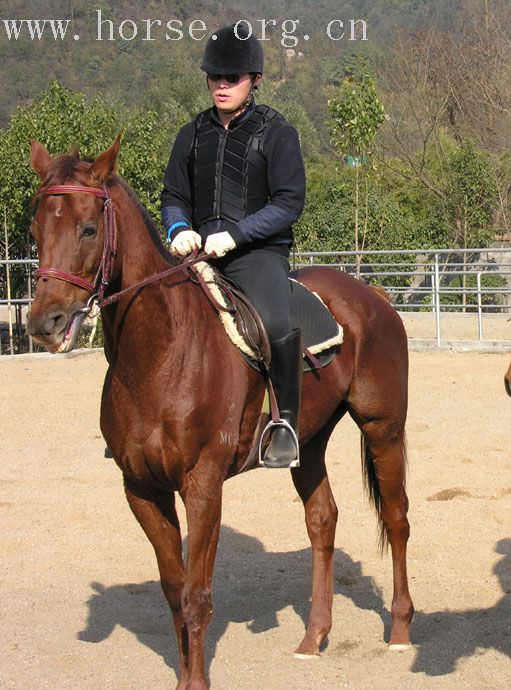 新买的纯血马,又靓又乖
