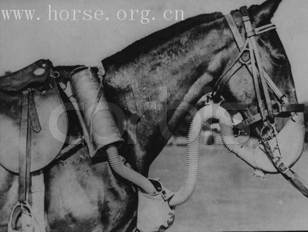 [贴图]带防毒面罩的马!