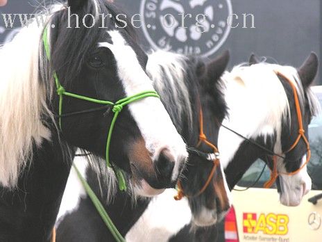 (Equitana – Essen)埃森世界马术万国博览会现场报导