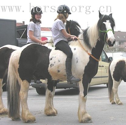 (Equitana – Essen)埃森世界马术万国博览会现场报导