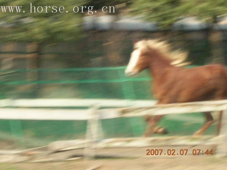 ！！！一匹上海出生的"半血银鬃马驹"！！！