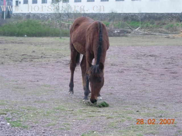 我们的野骑